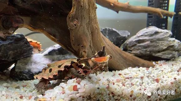 养龟水里长绿藻怎么去除,观赏龟有虫怎么办