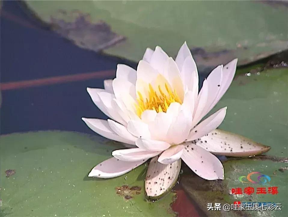 迷人!这里的“花中睡美人”盛开了