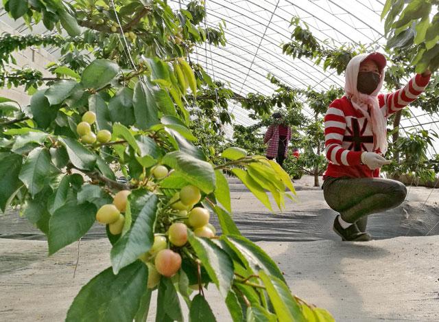 樱桃6月高发害虫,危害樱桃幼芽出现网状叶的害虫