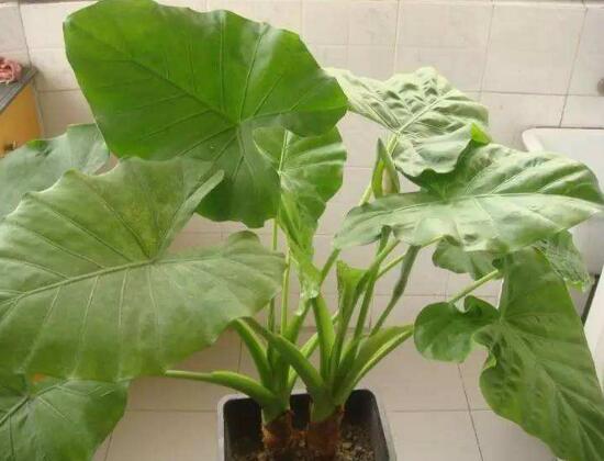 滴水观音放卧室对人体有什么伤害,滴水观音放在房间里对身体有害吗