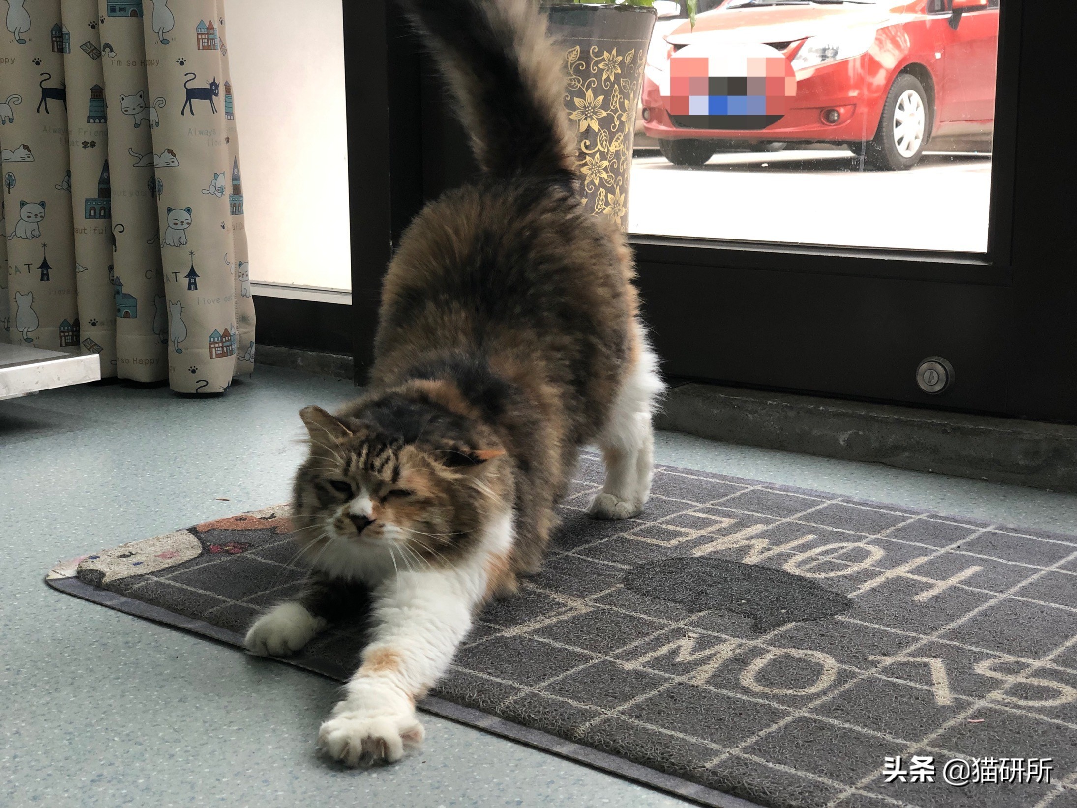 怎么防止猫抓板挠家具,怎样可以防止猫咪抓家具