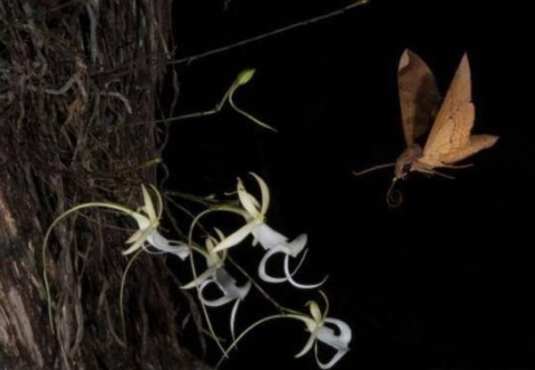 世界最贵的蝴蝶兰花,世界上最贵兰花品种