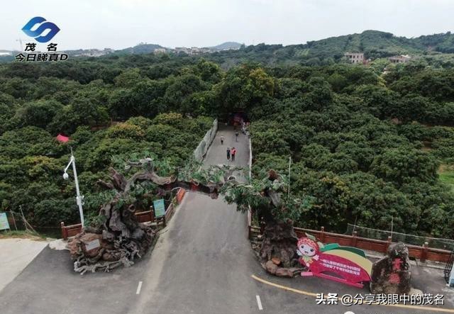 茂名荔枝大会,茂名市520荔枝产业大会