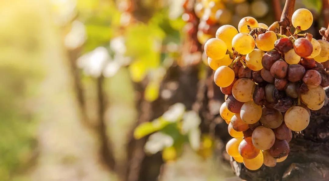 葡萄酒分类知识全梳理,一分钟搞懂葡萄酒分类