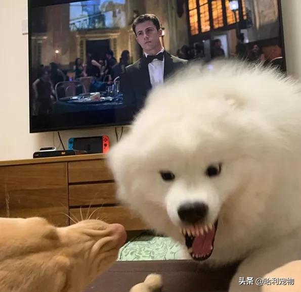 萨摩耶小声吵架,萨摩耶跟其他狗吵架吵不过