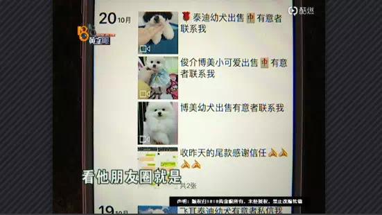 网上买比熊和博美,买博美犬和比熊