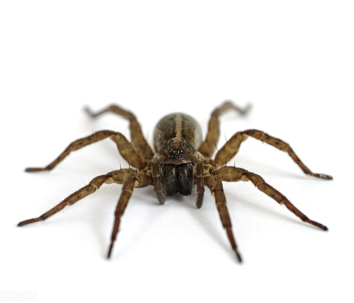 蛇狮子和巨蜥哪种动物抗饿性最强,为什么狮子老虎都害怕蛇