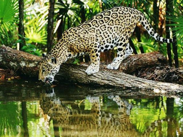 亚马逊热带雨林多大面积,亚马逊雨林最多的植被
