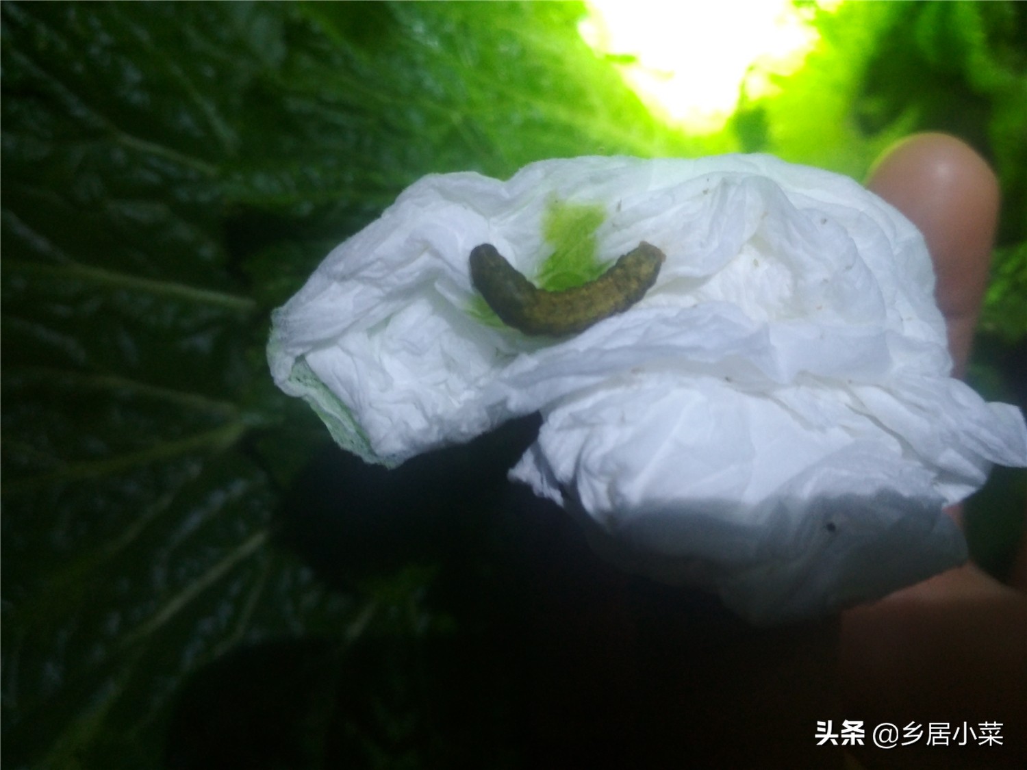 白菜灭虫方式方法是什么,白菜地里有黑虫子怎么办