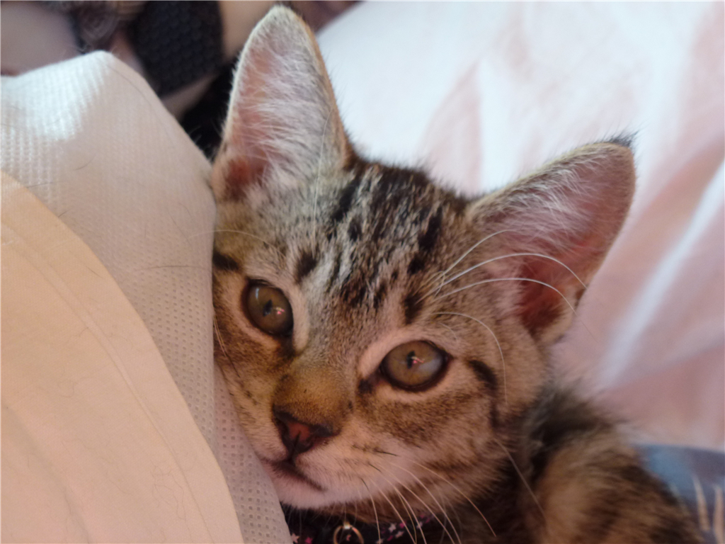 猫咪突然流透明口水怎么回事,宠物猫的口水