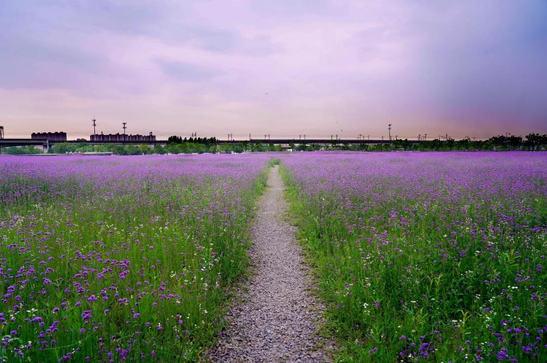 美美美！余杭七大花海组团来袭，遍地繁花好似人间仙境