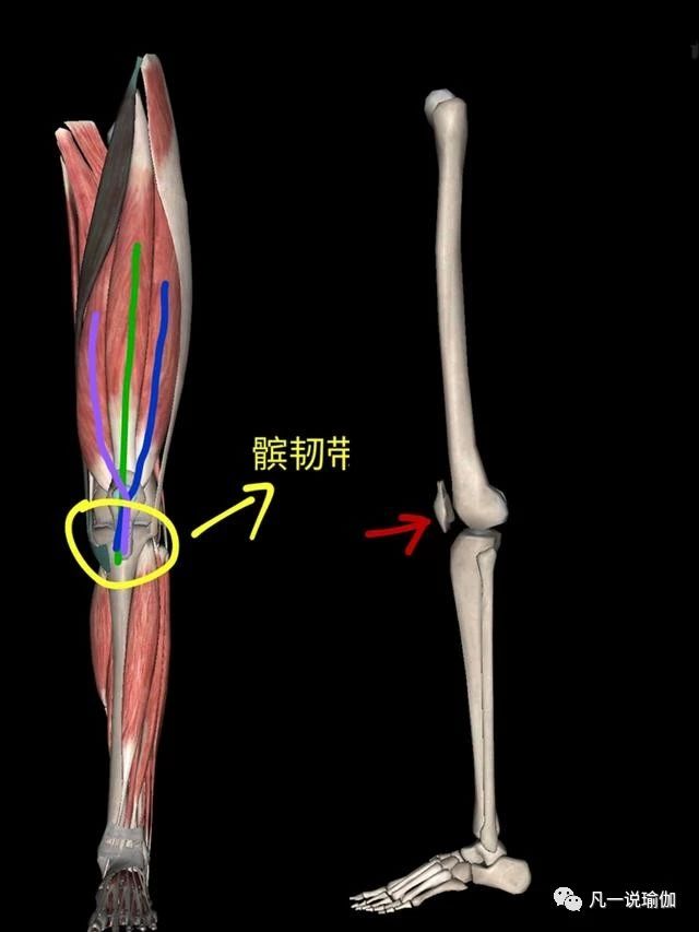 瑜伽膝盖后侧痛如何恢复,瑜伽竖叉膝盖窝疼怎么办
