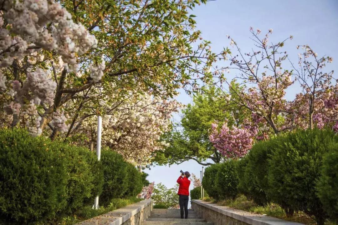 胶东地区春天的小鸟,胶东春天的雪