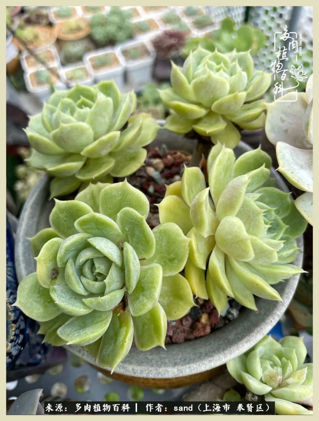 多肉怎么度过三伏天,多肉在三伏天怎么度夏