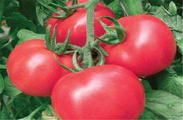 樱桃番茄规格有哪些,樱桃番茄有什么特点