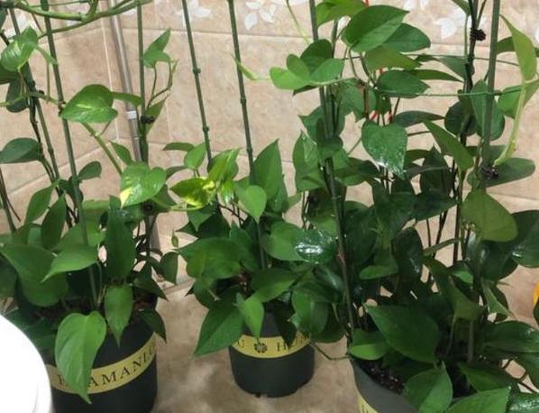 绿萝怎样施肥可以枝繁叶茂,绿萝施肥绿萝怎么养才能更旺盛