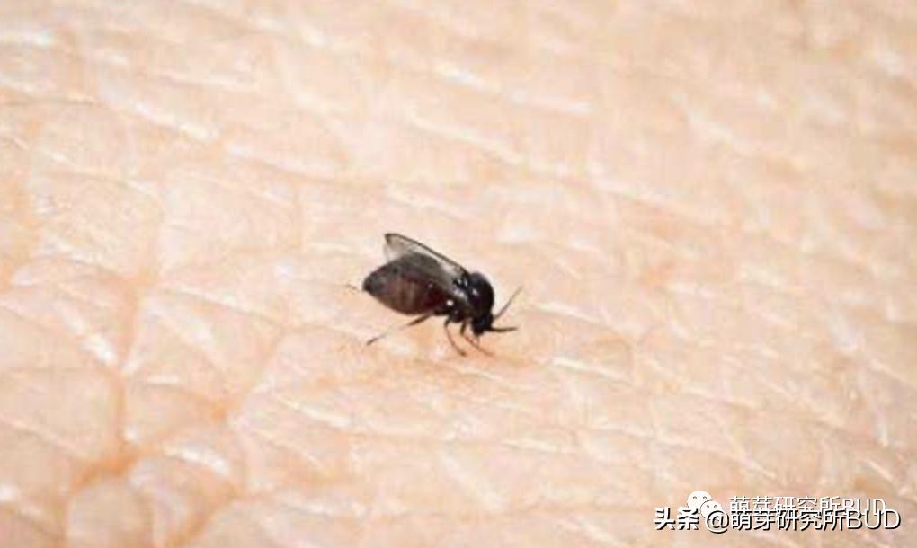 小学生健康用眼方式纠正浅度近视,怎么改善孩子眼睛中度近视