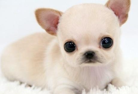 小型犬不爱叫体味小的狗有哪种,什么狗狗不掉毛没体味又好养