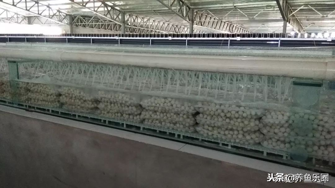 这位土豪家的渔场，光滤材就花了500多万，你确定不要见识一下？