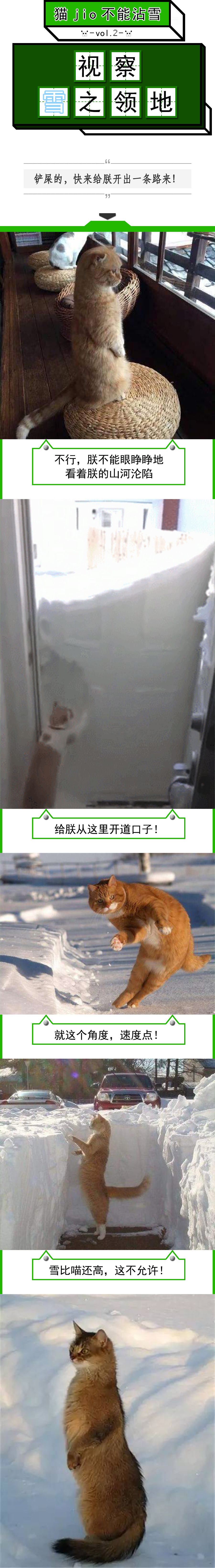 猫爪为什么那么有力,猫爪那么锋利猫舔手不会受伤吗