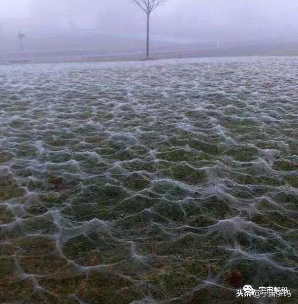 15张照片证明蜘蛛才是地球上最恐怖的生物