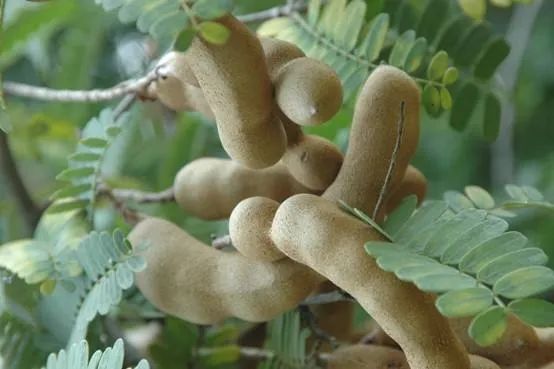 十大高档西餐食材,沧州西餐半成品原材料批发