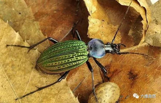 幼儿认识昆虫天牛益虫还是害虫,全身黑色跟天牛相似的昆虫