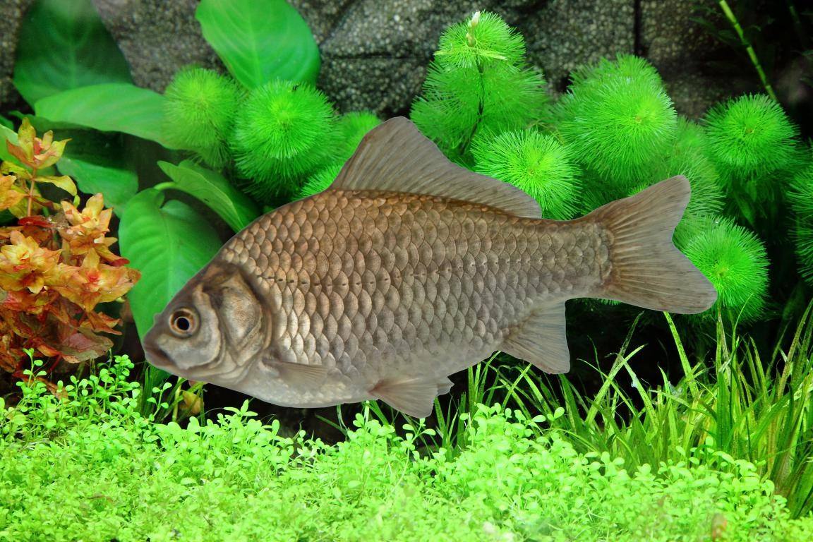 鱼类育种发展历程,鱼类杂交育种前景