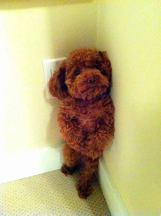 泰迪不吃普通狗粮该怎么办,泰迪不吃东西怎么解决