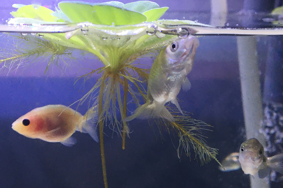 金鱼拉白色的长条便便是怎么回事,金鱼便便拖出来一大截怎么办