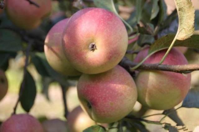 以前的苹果为什么这么火,国光苹果现状