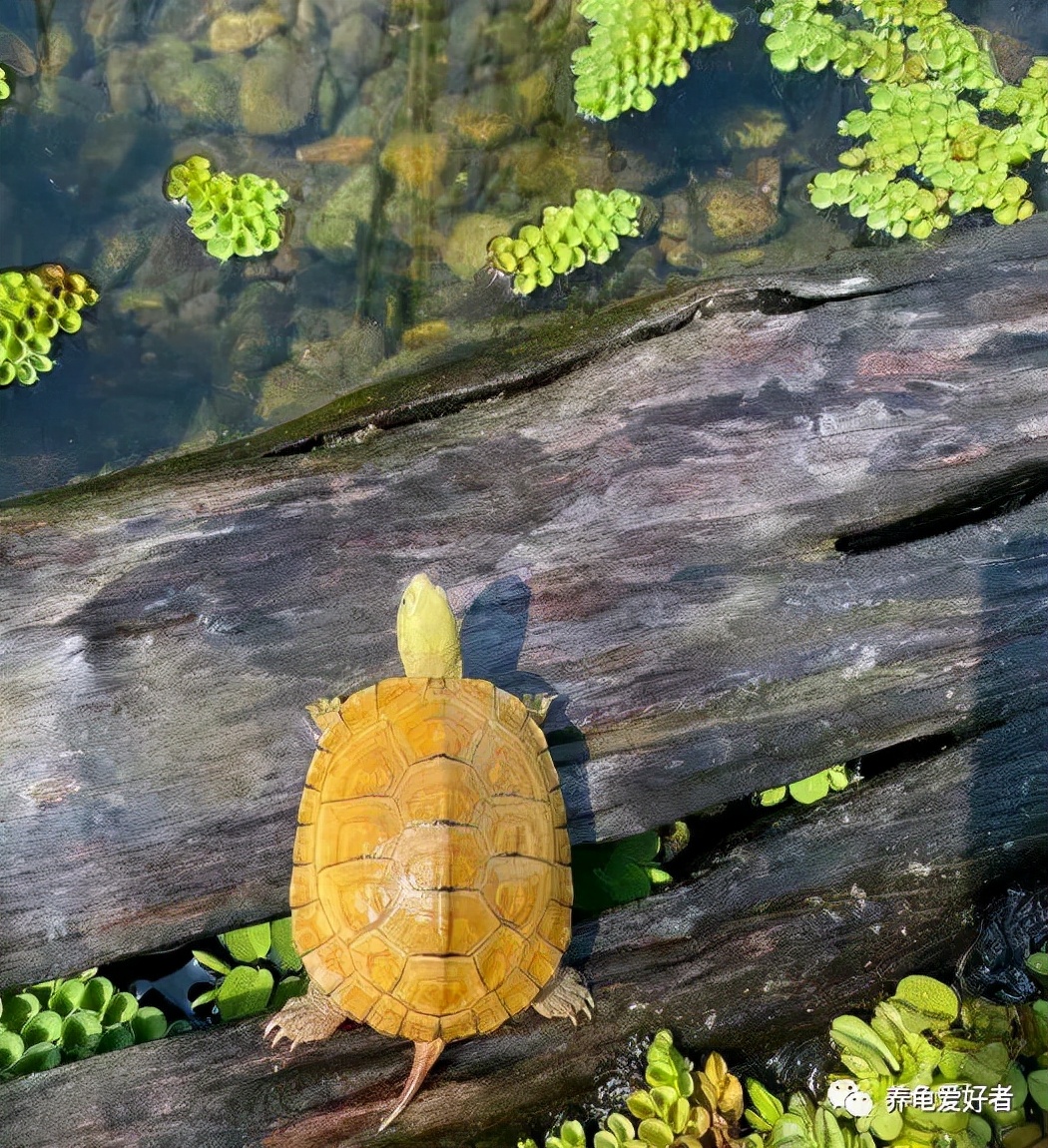 养龟的六要素,养龟要领
