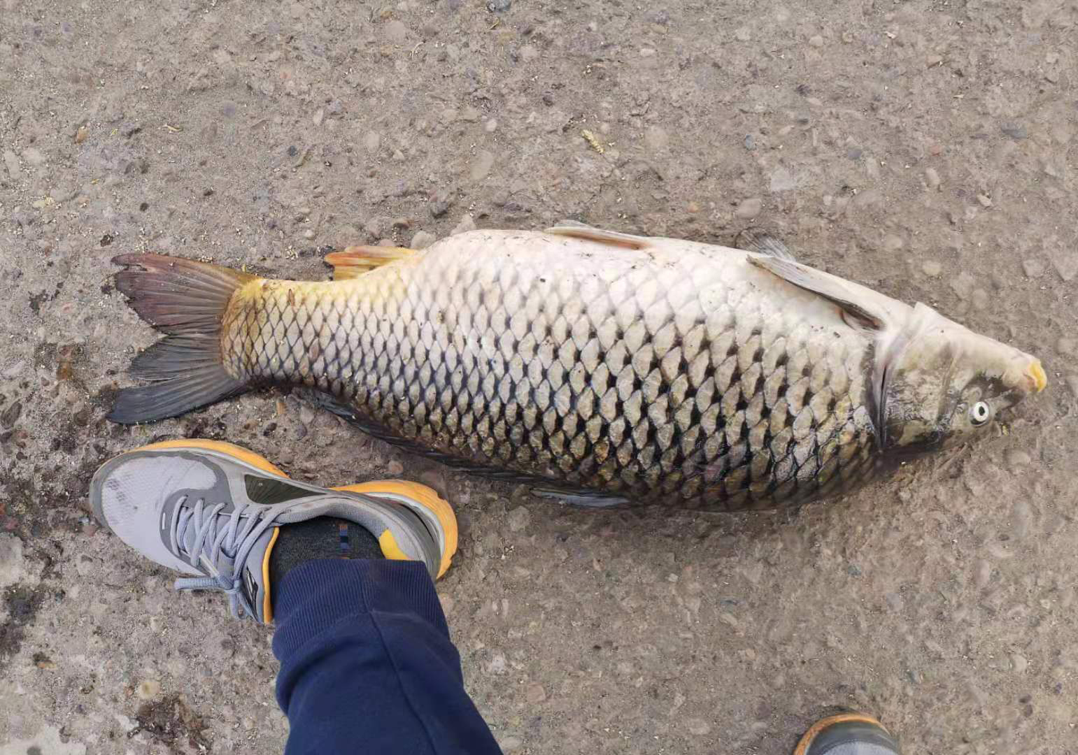 辟谣关于鱼线的几大谣言,鱼线线号大小对上鱼有影响吗