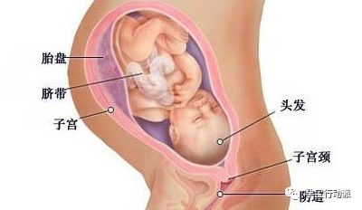 孕期记录孕十三周,孕期指南第6周