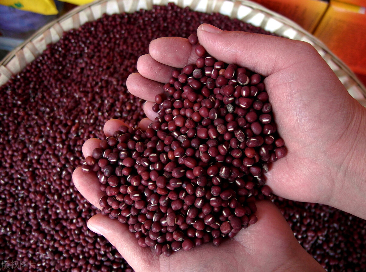 红小豆里的黑珍珠,红小豆有什么特点