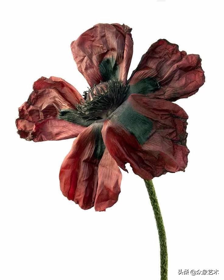 如何制作干花片,如何制作干花花束