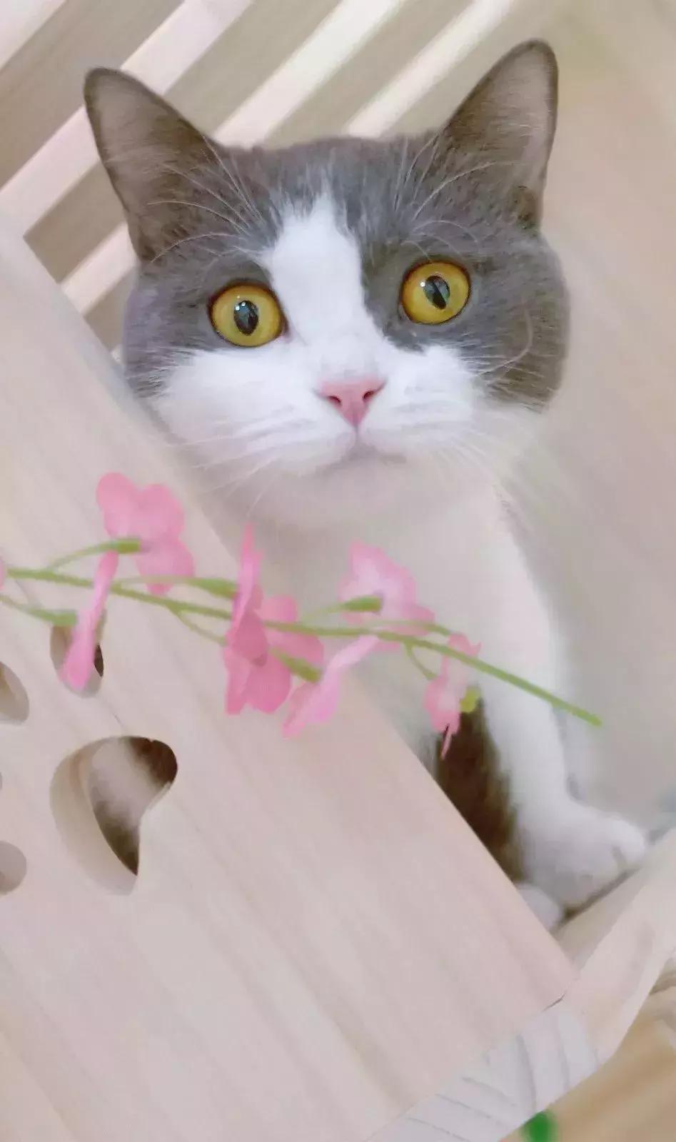 炸裂!因为一只猫,苏州人开启尖叫模式!