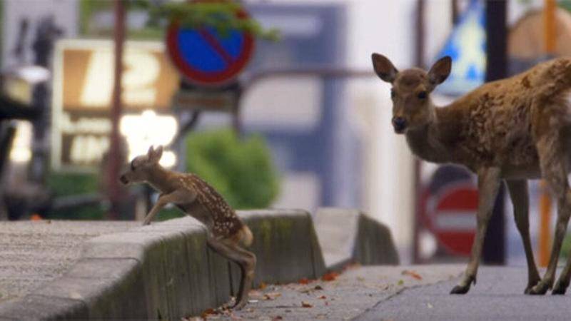 豆瓣9.4的神级纪录片动物,bbc纪录片中国野生动物