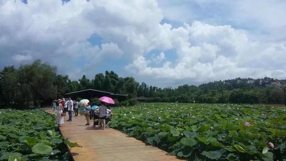 珠海斗门上横古村,珠海斗门古村古镇