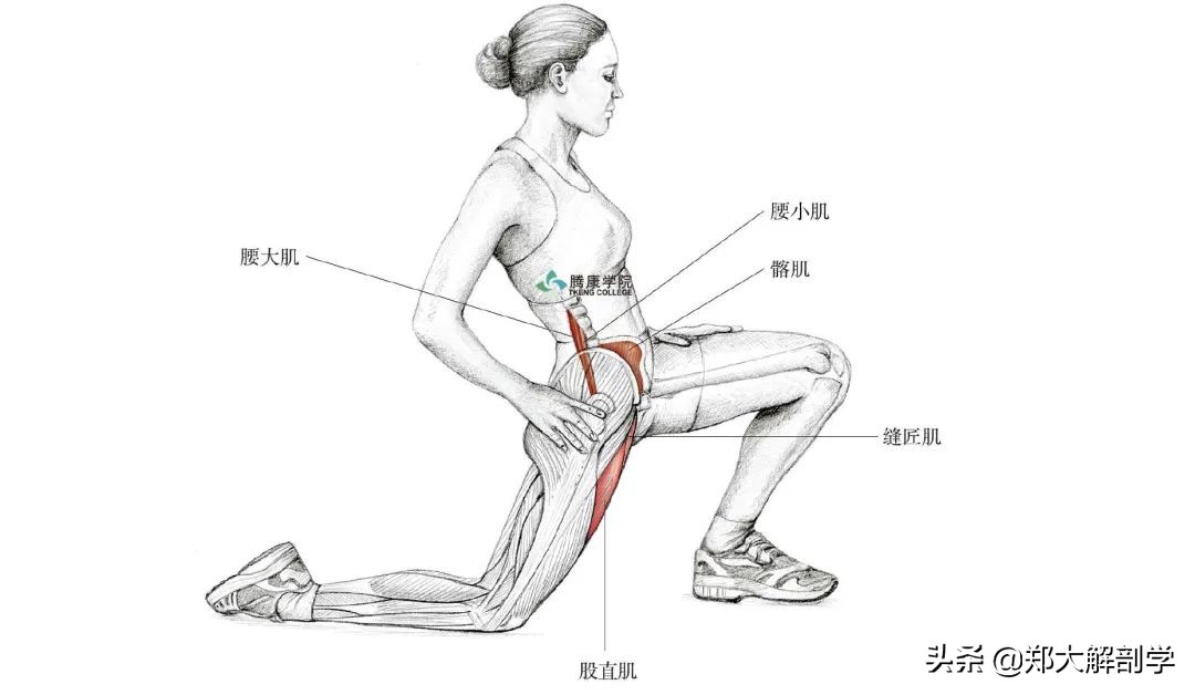 老年人蹲马步的正确方法,老年人膝盖疼蹲不下去怎么锻炼