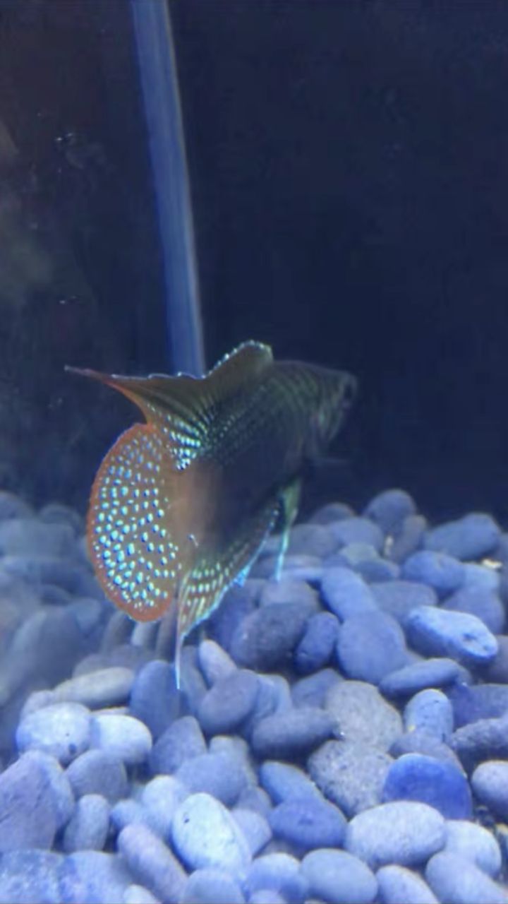 圆尾斗鱼能和泰国斗鱼杂交吗,圆尾斗鱼观赏鱼