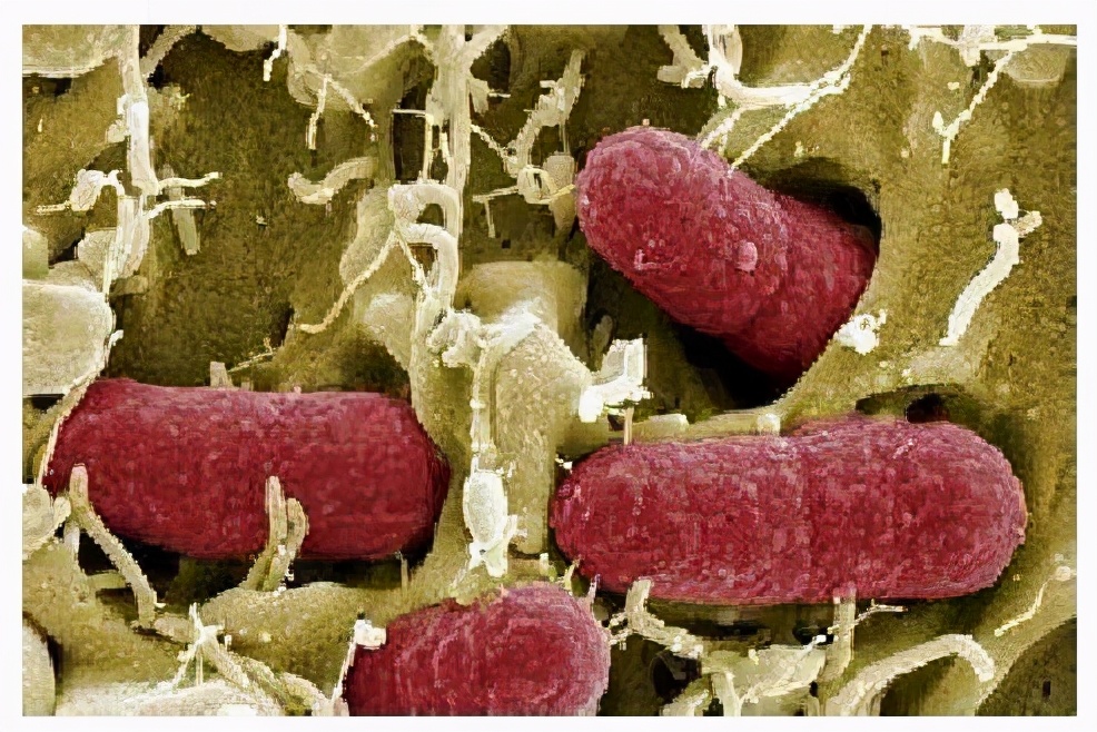 猫咪子宫蓄脓用地米能治好吗,胆小慎入猫咪