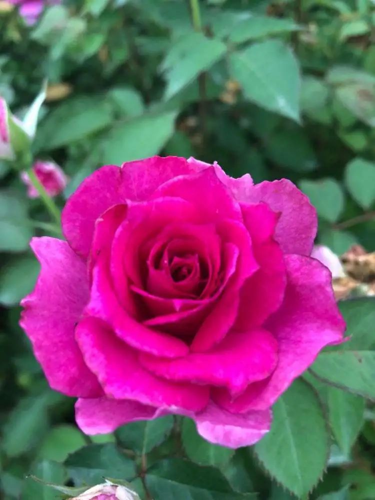 玫瑰难养,玫瑰养活小技巧