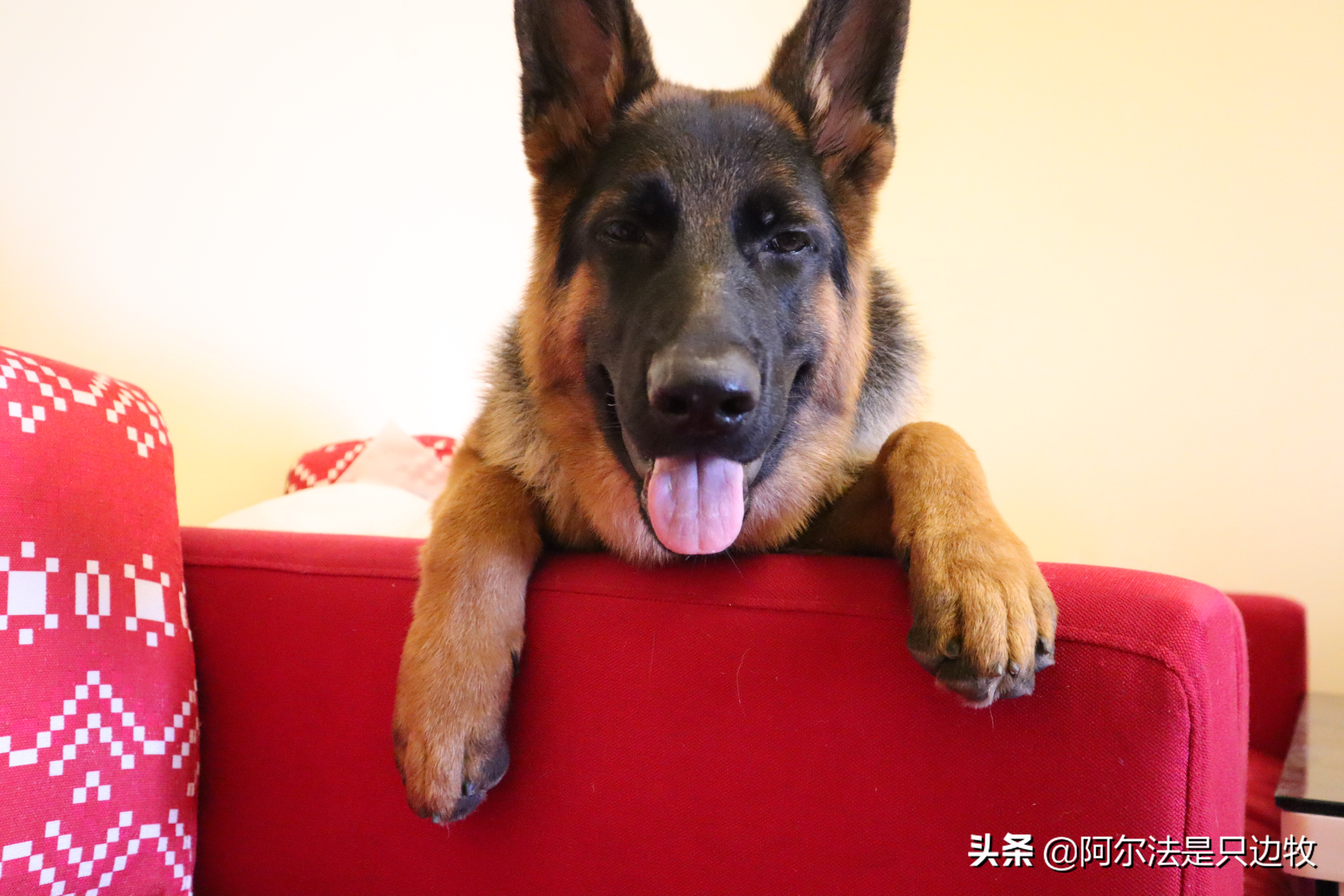 几乎每个狗狗都吃过屎?狗吃屎的原因是什么,如何才能解决