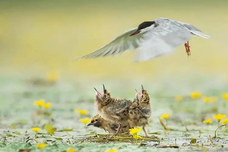 惊蛰适合喝什么茶,惊蛰季节多喝什么茶叶最好