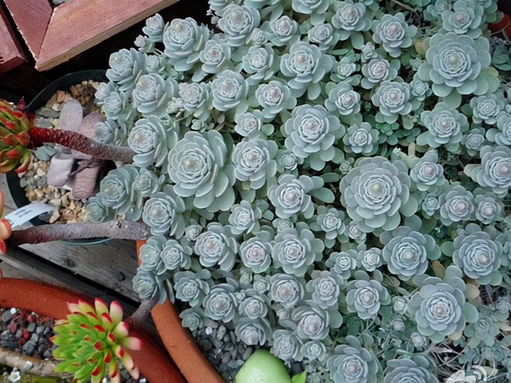 多肉植物的养殖方法大全,多肉植物最佳养殖方法图片