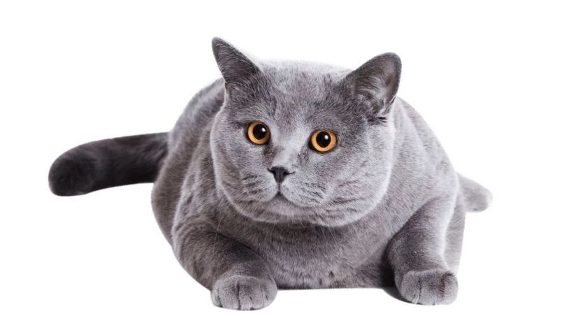 成年猫咪挑食不吃猫粮怎么纠正,猫咪挑食不吃猫粮怎么纠正呢