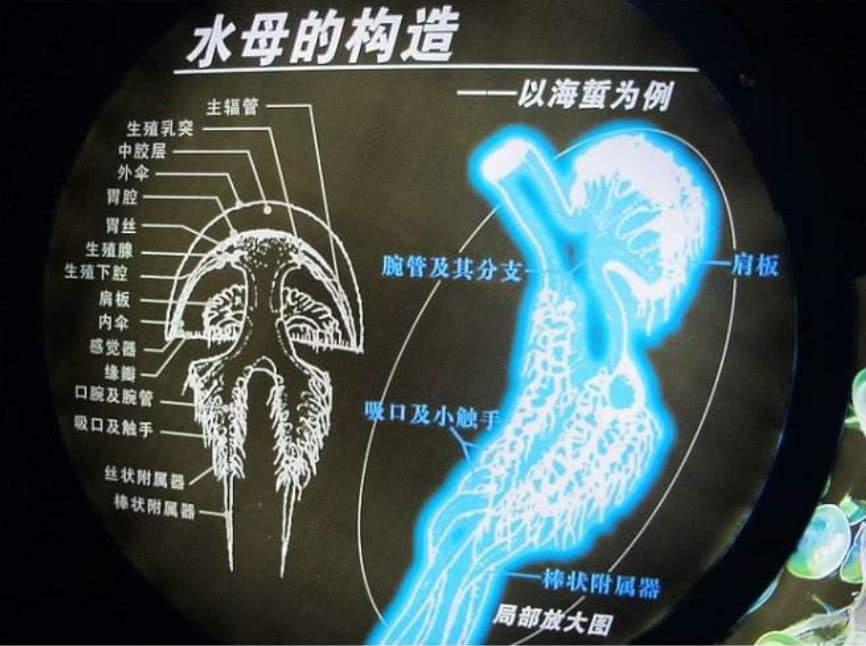 水母是靠什么来感知外部世界的,水母靠什么感知外界环境