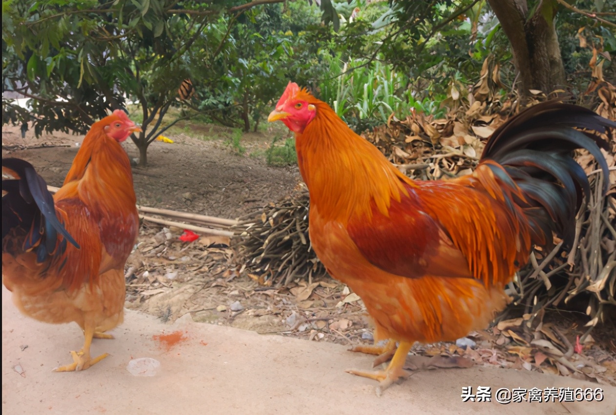 养殖阉鸡什么时候开始药物阉鸡,阉鸡饲养方法