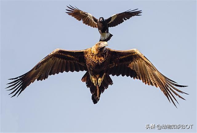 老鹰克星霸王鸟,老鹰最惧怕的必胜鸟